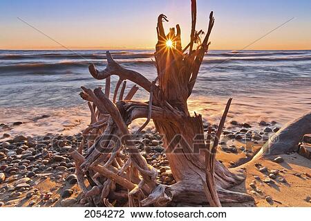 Stock Image - Early Sun Comes Streaking Through A Portion Of This Fallen Tree.. Fotosearch