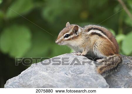 Eastern Chipmunk (Tamias Striatus) Sitting On A Rock; Ontario Canada View Large Photo Image Stock Image - Eastern Chipmunk (Tamias Striatus) Sitting On A Rock; Ontario Canada. Fotosearch