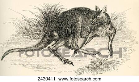 Eastern grey kangaroo, aka great grey kangaroo and Forester kangaroo. From The National Encyclopaedia, published c. 1890. View Large Photo Image Stock Image - Eastern grey kangaroo, aka great grey kangaroo and Forester kangaroo. From The National Encyclopaedia, published c. 1890.. Fotosearch