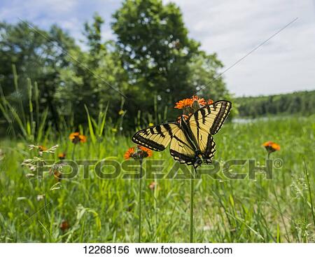 Eastern tiger swallowtail (Papilio glaucus) butterfly resting on flowers; Ontario, Canada View Large Photo Image Stock Photograph - Eastern tiger swallowtail (Papilio glaucus) butterfly resting on flowers; Ontario, Canada. Fotosearch