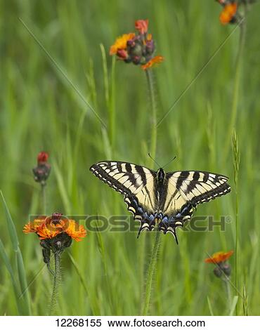 Eastern tiger swallowtail (Papilio glaucus) butterfly resting on flowers; Ontario, Canada View Large Photo Image Stock Photography - Eastern tiger swallowtail (Papilio glaucus) butterfly resting on flowers; Ontario, Canada. Fotosearch