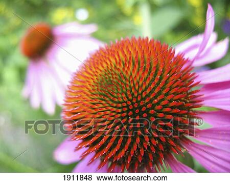 Stock Photo - Echinacea Flower, Close-Up. Fotosearch