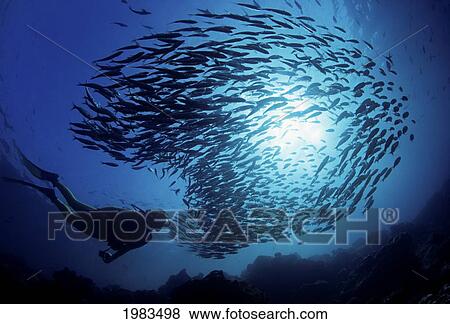 Stock Photo - Ecuador, Diver and schooling Black Striped Salema (Xenocys Jessiae); Galapagos Islands. Fotosearch