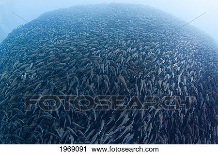 Stock Image - Ecuador, Enormous school of endemic Black Striped Salema (Xenocys jessiae) numbered in millions; Galapagos. Fotosearch