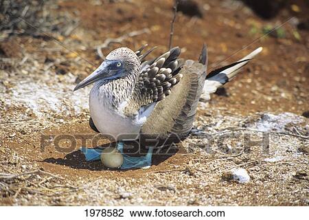 Stock Image - Ecuador, Female Blue Footed Booby (Sula Nebouxi) on nest with one Egg; Galapagos Islands. Fotosearch