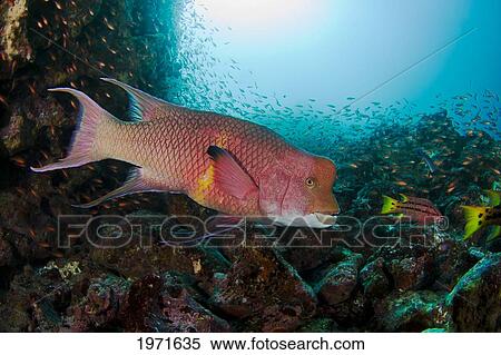 Stock Photography - Ecuador, Galapagos Archipelago, Adult Male Mexican Hogfish (Bodianus Diplotaenia) Swims Among Reef With Schools Of Fish In Background.. Fotosearch
