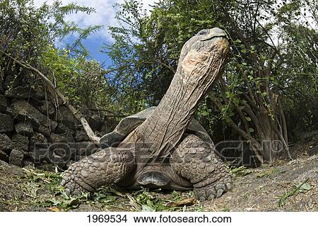 Ecuador, Galapagos Archipelago, Santa Cruz Island. View Large Photo Image Picture - Ecuador, Galapagos Archipelago, Santa Cruz Island.. Fotosearch