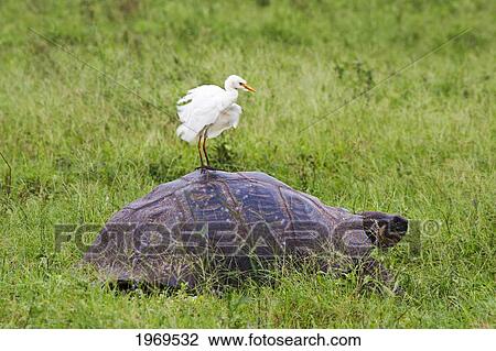 Ecuador, Galapagos Archipelago, Santa Cruz Island, A Cattle Egret, Bubulcus Ibis, Flaps Feathers While Standing On The Back Of A Galapagos Giant Tortoise, Geochelone Elephantopus View Large Photo Image Stock Image - Ecuador, Galapagos Archipelago, Santa Cruz Island, A Cattle Egret, Bubulcus Ibis, Flaps Feathers While Standing On The Back Of A Galapagos Giant Tortoise, Geochelone Elephantopus. Fotosearch