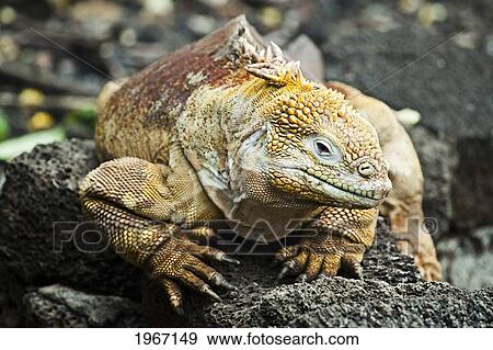 Ecuador, Galapagos Archipelago, Santa Cruz Island, Galapagos Land Iguana (Conolophus Subcristatus) On Rock. View Large Photo Image Stock Photo - Ecuador, Galapagos Archipelago, Santa Cruz Island, Galapagos Land Iguana (Conolophus Subcristatus) On Rock.. Fotosearch