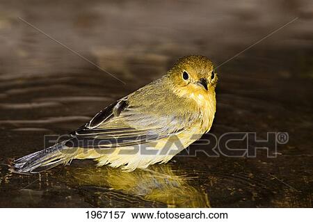 Stock Photo - Ecuador, Galapagos Archipelago, Santa Cruz Island, Galapagos Mangrove Warbler Or Yellow Warbler (Dendroica Petechia Aureola) In Puddle.. Fotosearch