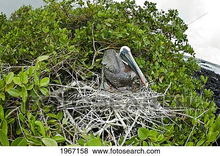 Stock Photo - Ecuador, Galapagos Archipelago, Santa Cruz Island, Brown Pelican (Pelecanus Occidentalis) In Nest.. Fotosearch