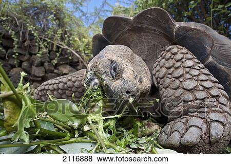 Stock Photo - Ecuador, Galapagos Archipelago, Santa Cruz, A Galapagos giant tortoise (Geochelone elaphantopus) feeding on greens.. Fotosearch