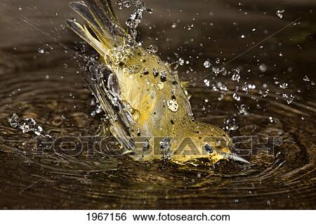 Stock Photograph - Ecuador, Galapagos Archipelago, Santa Cruz Island, Galapagos Mangrove Warbler Or Yellow Warbler (Dendroica Petechia Aureola) Taking A Bath In Water.. Fotosearch