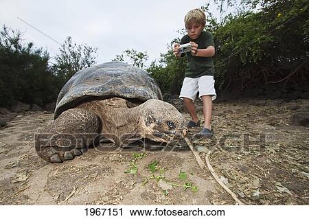 Ecuador, Galapagos Archipelago, Young Boy Photographing Galapagos Giant Tortoise (Geochelone Elephantopus); Santa Cruz Island View Large Photo Image Stock Image - Ecuador, Galapagos Archipelago, Young Boy Photographing Galapagos Giant Tortoise (Geochelone Elephantopus); Santa Cruz Island. Fotosearch