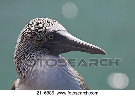 Stock Photograph - Ecuador, Galapagos Islands, Detail shot of a blue footed booby (Sula nebouxii excisa).. Fotosearch
