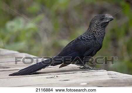 Picture - Ecuador, Galapagos Islands, Santa Cruz, A Smooth-Billed Ani (Crotophaga ani) sitting on a wooden dock.. Fotosearch