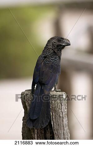 Stock Image - Ecuador, Galapagos Islands, Santa Cruz, A Smooth-Billed Ani (Crotophaga ani) sitting on a wooden stump.. Fotosearch