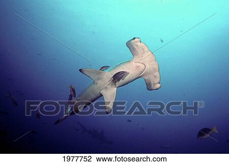 Ecuador, Hogfish cleaning scalloped Hammerhead Shark (Sphyrna Lewini); Galapagos Islands View Large Photo Image Stock Image - Ecuador, Hogfish cleaning scalloped Hammerhead Shark (Sphyrna Lewini); Galapagos Islands. Fotosearch