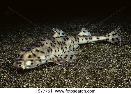 Ecuador, Horn Shark (Heterodontus Quoyi) on bottom at night; Galapagos Islands View Large Photo Image Stock Image - Ecuador, Horn Shark (Heterodontus Quoyi) on bottom at night; Galapagos Islands. Fotosearch