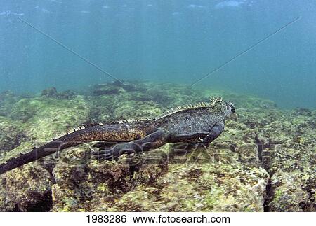 Ecuador, Marine Iguana (Amblyrhynchus Cristatus) swimming over lava rock reef; Galapagos Islands View Large Photo Image Stock Photograph - Ecuador, Marine Iguana (Amblyrhynchus Cristatus) swimming over lava rock reef; Galapagos Islands. Fotosearch