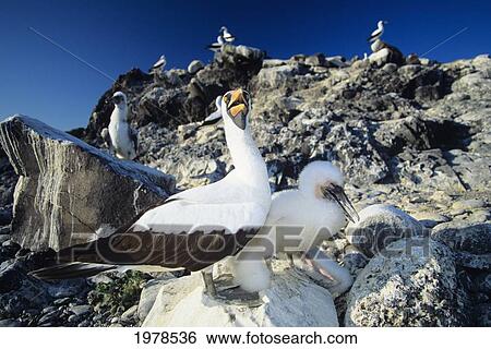 Stock Photograph - Ecuador, Masked Booby Mother and chick (Sula Dactylatra Personata); Galapagos Islands. Fotosearch