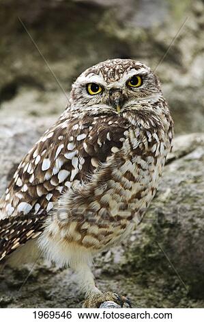 Stock Photograph - Ecuador, Otavalo, Burrowing Owl (Atiene Cunicularia).. Fotosearch