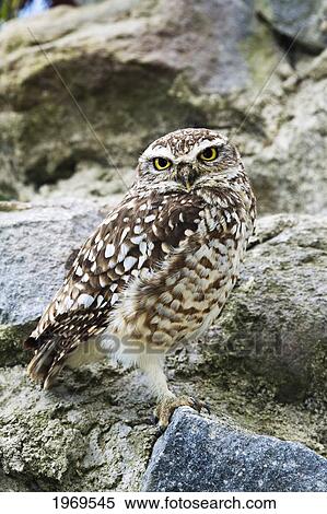 Stock Photography - Ecuador, Otavalo, Burrowing Owl (Atiene Cunicularia).. Fotosearch