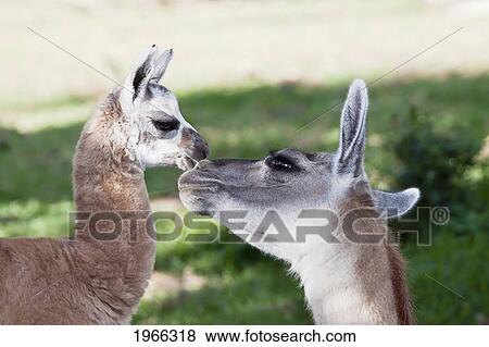Stock Photo - Ecuador, Otavalo, Mother And Baby Alpacas (Vicugna Pacos) Sniffing Noses.. Fotosearch