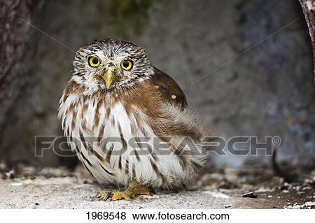 Ecuador, Otavalo, Peruvian Pygmy-Owl (Glaucidium Peruanum). View Large Photo Image Stock Photo - Ecuador, Otavalo, Peruvian Pygmy-Owl (Glaucidium Peruanum).. Fotosearch
