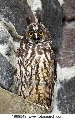 Stock Image - Ecuador, Otavalo, Stygian Owl (Asio Stygius).. Fotosearch