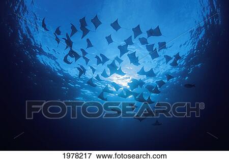 Stock Photo - Ecuador, School of Cownose Rays (Rhinoptera Steindachneri) swimming close to water surface; Galapagos Islands. Fotosearch