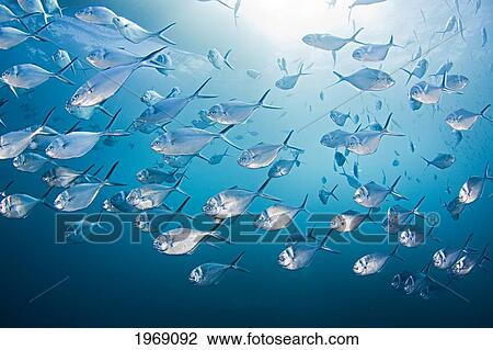 Stock Image - Ecuador, School Of Steel Pompano (Trachinotus Stilbe); Galapagos. Fotosearch