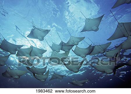 Stock Image - Ecuador, vie from below; Galapagos Islands, School of Cownose Rays (Rhinoptera Steindachneri). Fotosearch