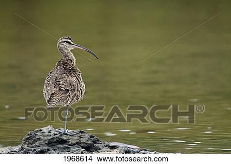 Picture - Ecuador, Whimbrel (Numenius Phaeopus Hudsonicus) On Rocky Surface; Galapagos. Fotosearch