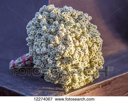 Edelweiss (Leontopodium alpinum) bouquet, Bromo Tengger Semeru National Park, East Java, Indonesia View Large Photo Image Stock Photo - Edelweiss (Leontopodium alpinum) bouquet, Bromo Tengger Semeru National Park, East Java, Indonesia. Fotosearch