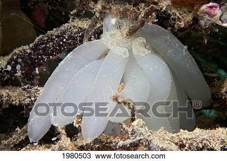 Stock Image - Egg casings of Oval Squid (Sepioteuthis Lessonia); Malaysia. Fotosearch