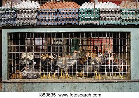 Stock Photography - Eggs And Caged Chickens, Brazil. Fotosearch
