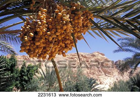 Stock Image - Egypt, Near Nuweiba; Sinai, Dates Growing At Ain Khudra. Fotosearch