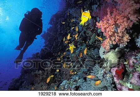 Egypt, Sharm El Sheikh, Diver Swimming Past Clownfish on Soft Coral Wall; Paradise View Large Photo Image Stock Photo - Egypt, Sharm El Sheikh, Diver Swimming Past Clownfish on Soft Coral Wall; Paradise. Fotosearch