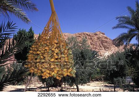 Stock Photography - Egypt, Sinai, Dates Growing Near Nuweiba; Ain Khudra. Fotosearch