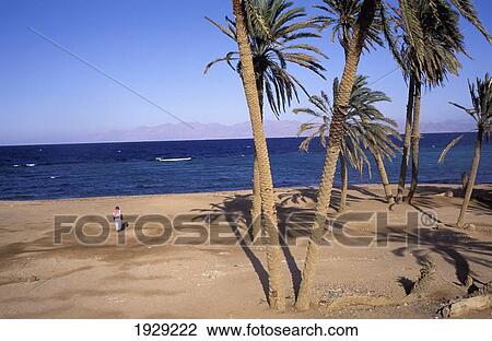 Stock Image - Egypt, Sinai, Lone Bedouin Walking near Tall Palms on beach; Dahab. Fotosearch