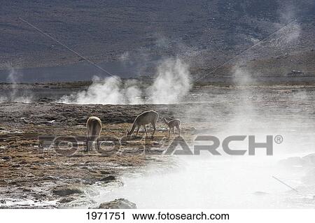 El Tatio Geysers, Antofagasta Region, Chile View Large Photo Image Stock Image - El Tatio Geysers, Antofagasta Region, Chile. Fotosearch