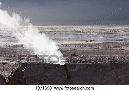 El Tatio Geysers, Antofagasta Region, Chile View Large Photo Image Stock Photo - El Tatio Geysers, Antofagasta Region, Chile. Fotosearch