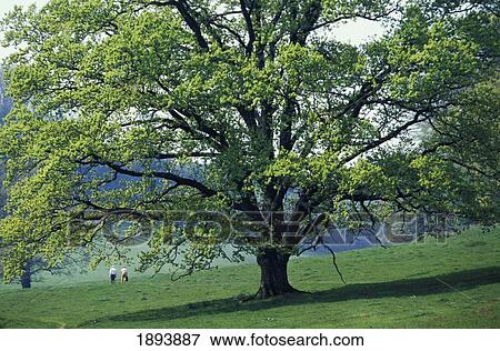 Stock Photo - Elderly Couple Walking Down Hillside. Fotosearch