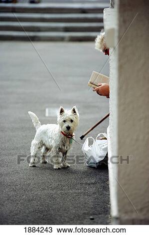 Stock Image - Elderly Woman Reading Book On Street With Terrier. Fotosearch
