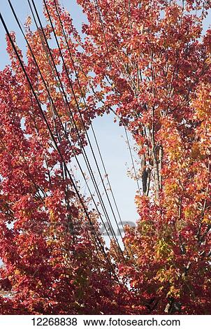 Electric wires passing through a orange and red colored tree in Autumn, Burlington, Vermont, USA View Large Photo Image Stock Photo - Electric wires passing through a orange and red colored tree in Autumn, Burlington, Vermont, USA. Fotosearch