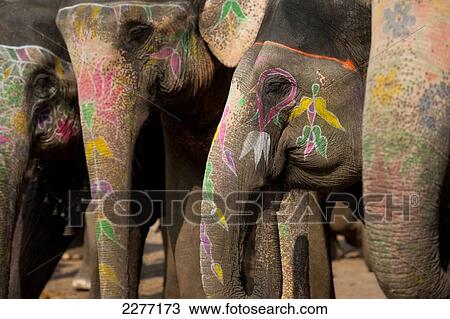 Stock Image - Elephant, Amber Fort; Amer, Jaipur, India. Fotosearch