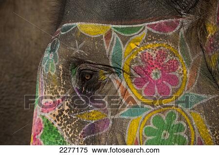 Elephant, Amber Fort; Amer, Jaipur, India View Large Photo Image Stock Photography - Elephant, Amber Fort; Amer, Jaipur, India. Fotosearch