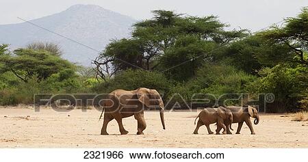 Stock Photograph - Elephant and young elephants in Elephant Watch Camp in Samburu National Reserve; Kenya. Fotosearch