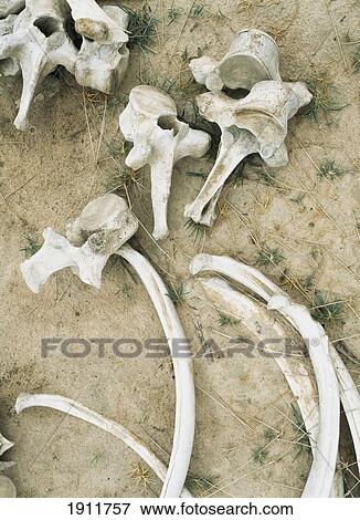 Stock Photo - Elephant Bones, Selous Game Reserve, Tanzania.. Fotosearch